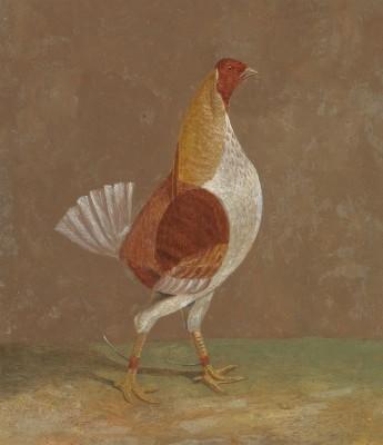 Fighting cocks right in an outdoor scene