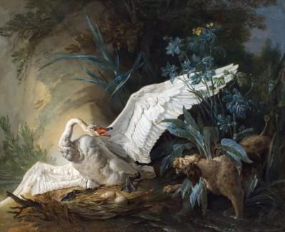 Water spaniel surprising a swan on its nest