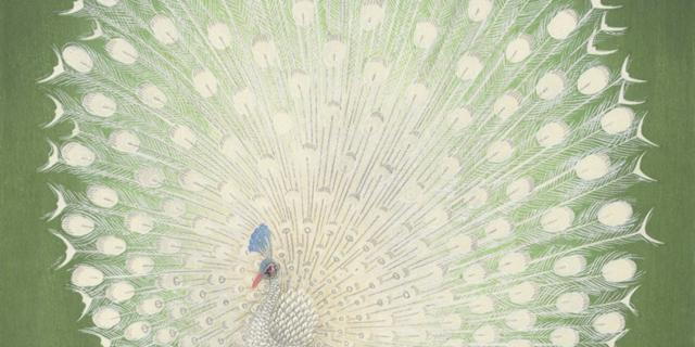 Albino peacock in a sunlit garden