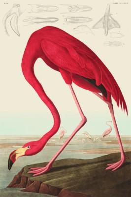 American flamingo in outdoor scene - artwork in frame preview