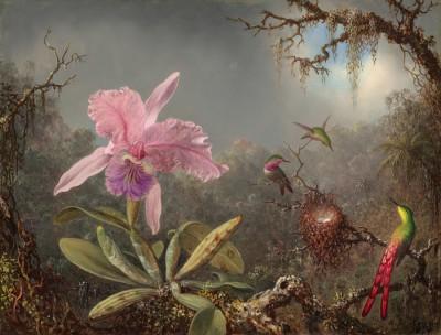 Cattleya orchid with three hummingbirds in an outdoor scene