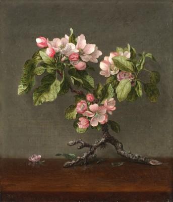 Hummingbird and apple blossoms outdoor scene