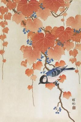 Koolmees on paulownia branch in blue tones