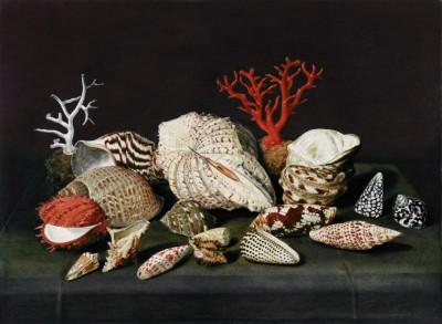 Still life with shells and coral outdoor scene - artwork in frame preview