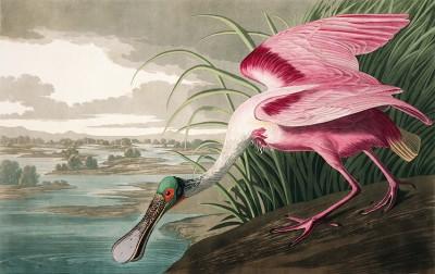 The pink spoonbill in lush green outdoors - artwork in frame preview